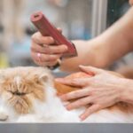 cat-grooming-mistakes