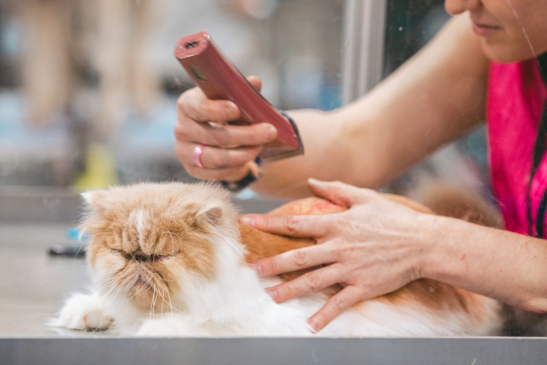 cat-grooming-mistakes