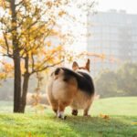 keeping-your-pet-healthy-toronto