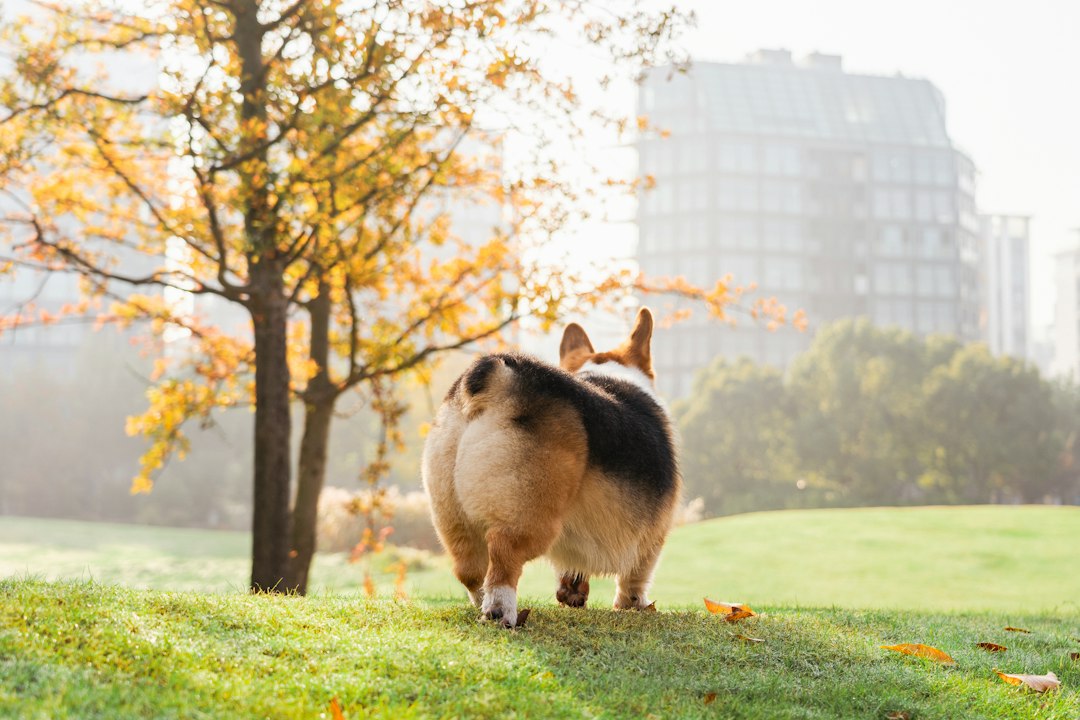 keeping-your-pet-healthy-toronto